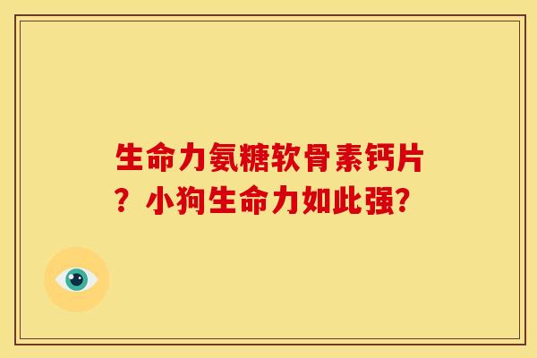 生命力氨糖软骨素钙片？小狗生命力如此强？