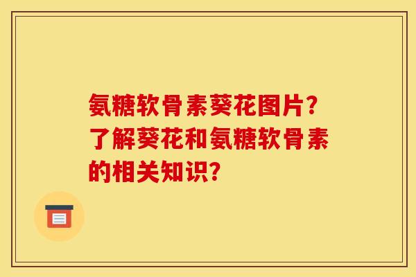 氨糖软骨素葵花图片？了解葵花和氨糖软骨素的相关知识？