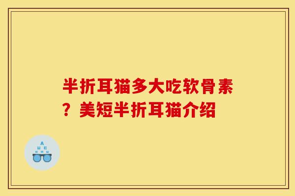 半折耳猫多大吃软骨素？美短半折耳猫介绍