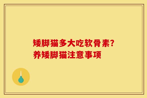 矮脚猫多大吃软骨素？养矮脚猫注意事项