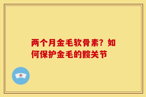 两个月金毛软骨素？如何保护金毛的髋关节