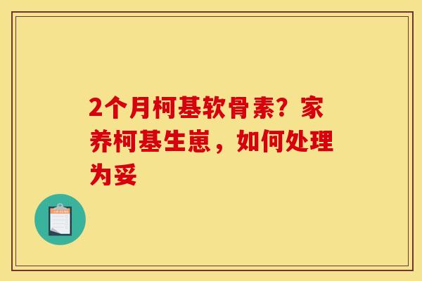2个月柯基软骨素？家养柯基生崽，如何处理为妥