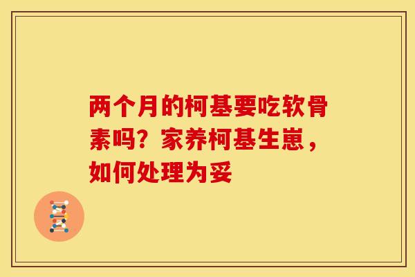 两个月的柯基要吃软骨素吗？家养柯基生崽，如何处理为妥