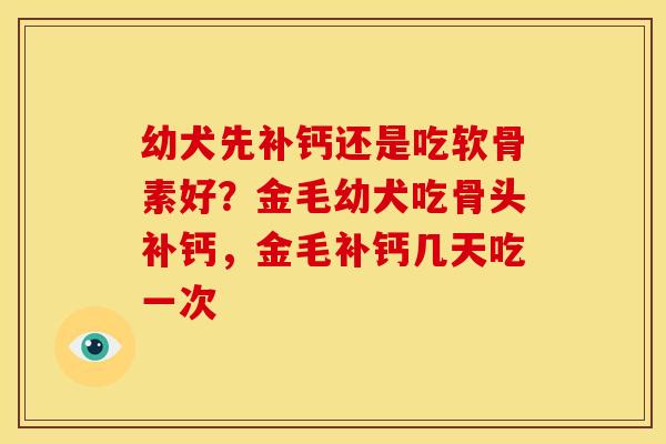 幼犬先补钙还是吃软骨素好？金毛幼犬吃骨头补钙，金毛补钙几天吃一次