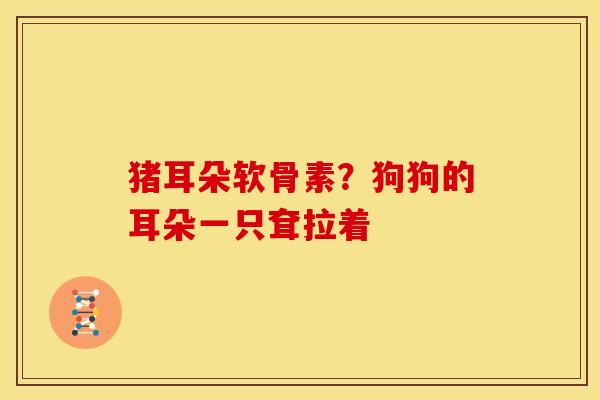 猪耳朵软骨素？狗狗的耳朵一只耷拉着