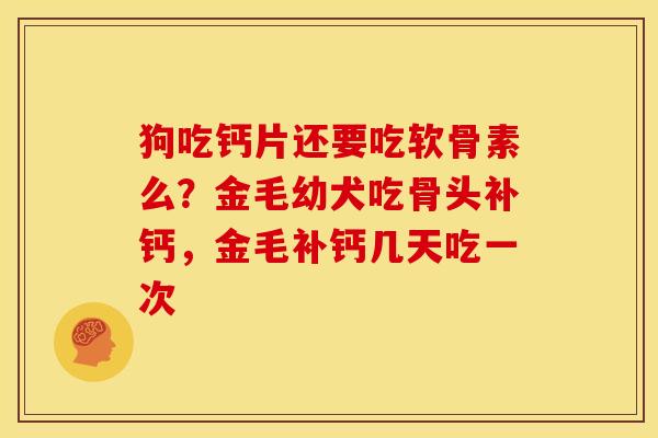 狗吃钙片还要吃软骨素么？金毛幼犬吃骨头补钙，金毛补钙几天吃一次