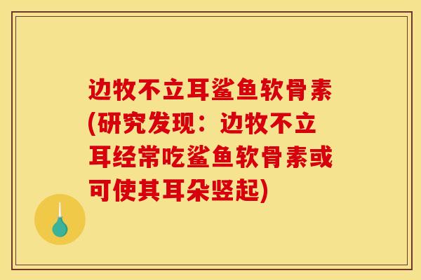 边牧不立耳鲨鱼软骨素(研究发现：边牧不立耳经常吃鲨鱼软骨素或可使其耳朵竖起)