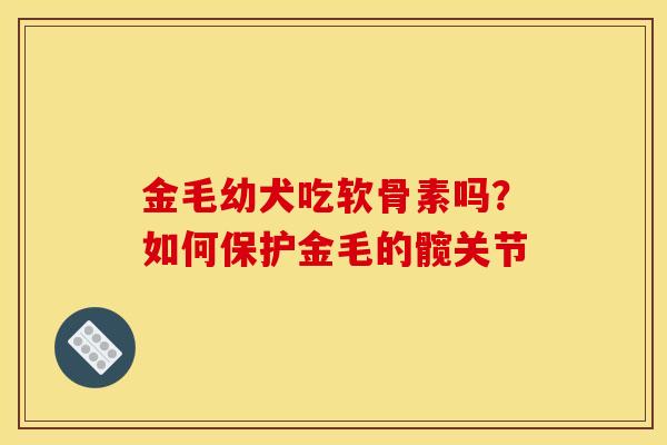 金毛幼犬吃软骨素吗？如何保护金毛的髋关节