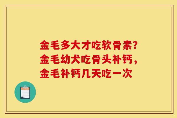 金毛多大才吃软骨素？金毛幼犬吃骨头补钙，金毛补钙几天吃一次