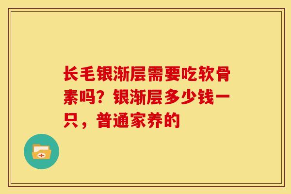 长毛银渐层需要吃软骨素吗？银渐层多少钱一只，普通家养的