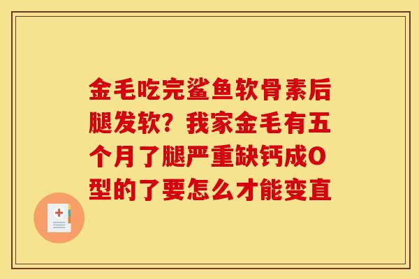 金毛吃完鲨鱼软骨素后腿发软？我家金毛有五个月了腿严重缺钙成O型的了要怎么才能变直