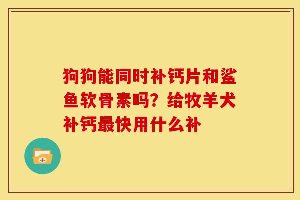 狗狗能同时补钙片和鲨鱼软骨素吗？给牧羊犬补钙最快用什么补