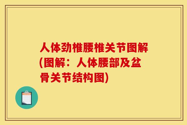 人体劲椎腰椎关节图解(图解：人体腰部及盆骨关节结构图)