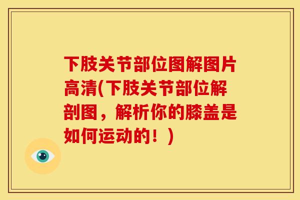 下肢关节部位图解图片高清(下肢关节部位解剖图，解析你的膝盖是如何运动的！)