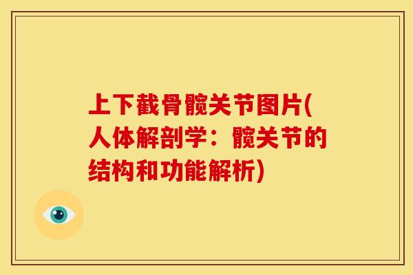 上下截骨髋关节图片(人体解剖学：髋关节的结构和功能解析)
