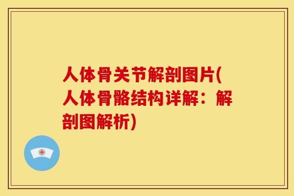 人体骨关节解剖图片(人体骨骼结构详解：解剖图解析)