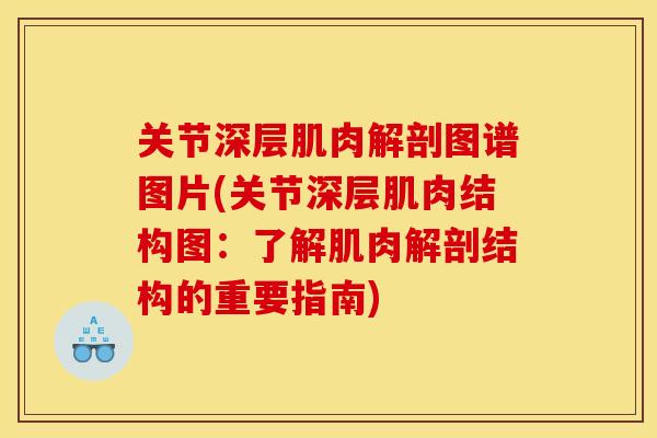 关节深层肌肉解剖图谱图片(关节深层肌肉结构图：了解肌肉解剖结构的重要指南)
