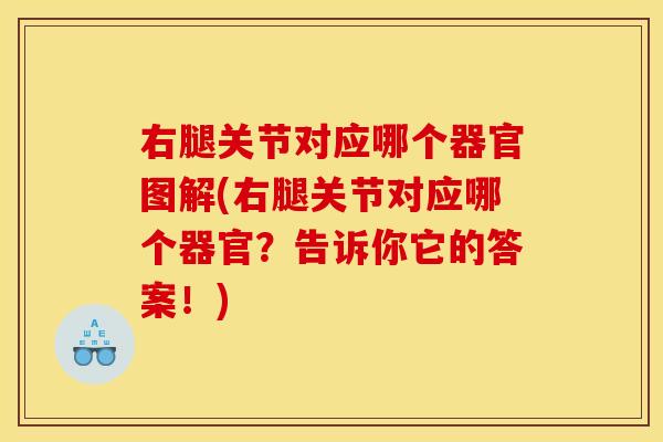 右腿关节对应哪个器官图解(右腿关节对应哪个器官？告诉你它的答案！)