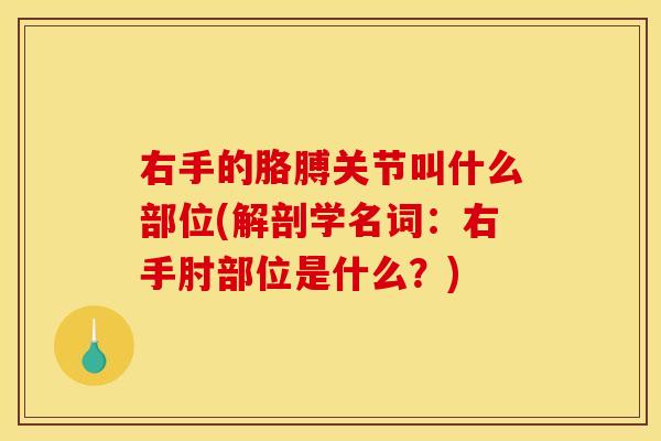 右手的胳膊关节叫什么部位(解剖学名词：右手肘部位是什么？)