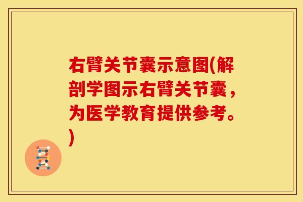 右臂关节囊示意图(解剖学图示右臂关节囊，为医学教育提供参考。)