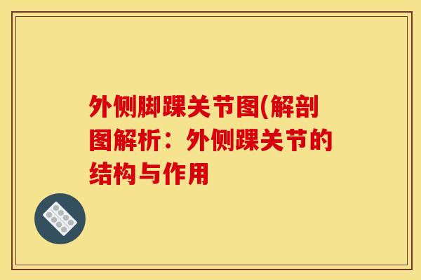 外侧脚踝关节图(解剖图解析：外侧踝关节的结构与作用