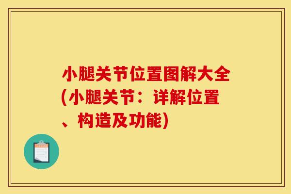 小腿关节位置图解大全(小腿关节：详解位置、构造及功能)