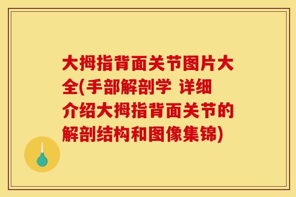 大拇指背面关节图片大全(手部解剖学 详细介绍大拇指背面关节的解剖结构和图像集锦)