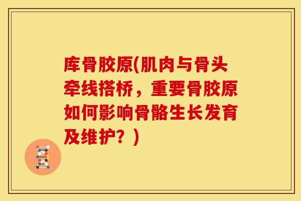 库骨胶原(肌肉与骨头牵线搭桥，重要骨胶原如何影响骨骼生长发育及维护？)
