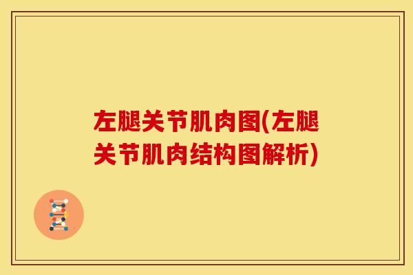 左腿关节肌肉图(左腿关节肌肉结构图解析)