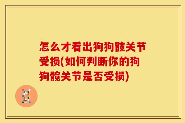 怎么才看出狗狗髋关节受损(如何判断你的狗狗髋关节是否受损)