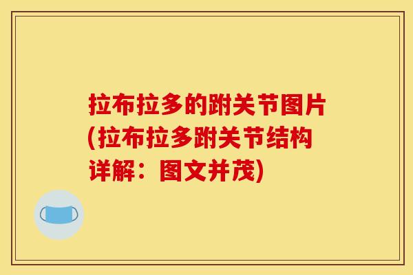 拉布拉多的跗关节图片(拉布拉多跗关节结构详解：图文并茂)