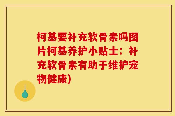柯基要补充软骨素吗图片柯基养护小贴士：补充软骨素有助于维护宠物健康)
