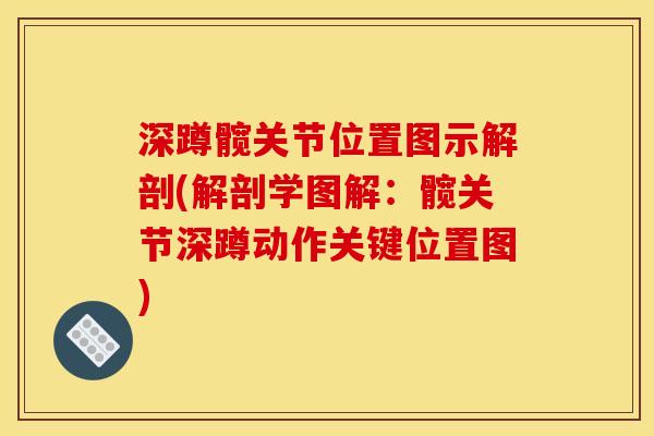 深蹲髋关节位置图示解剖(解剖学图解：髋关节深蹲动作关键位置图)