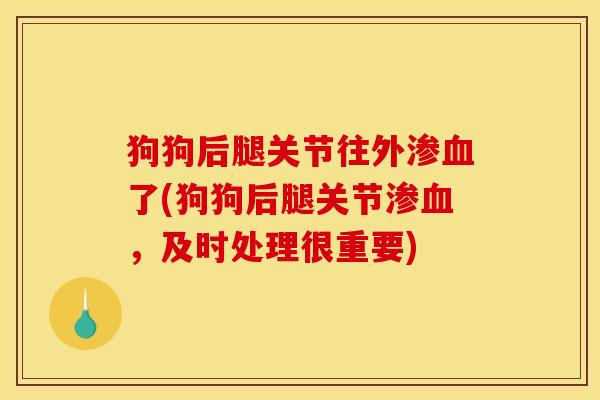 狗狗后腿关节往外渗血了(狗狗后腿关节渗血，及时处理很重要)