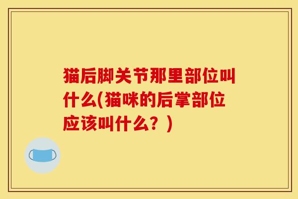猫后脚关节那里部位叫什么(猫咪的后掌部位应该叫什么？)