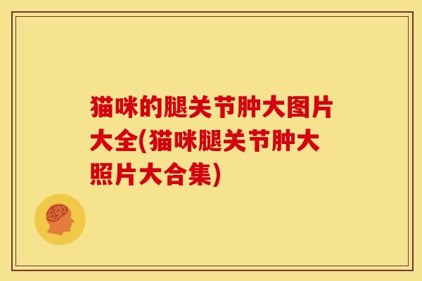 猫咪的腿关节肿大图片大全(猫咪腿关节肿大照片大合集)
