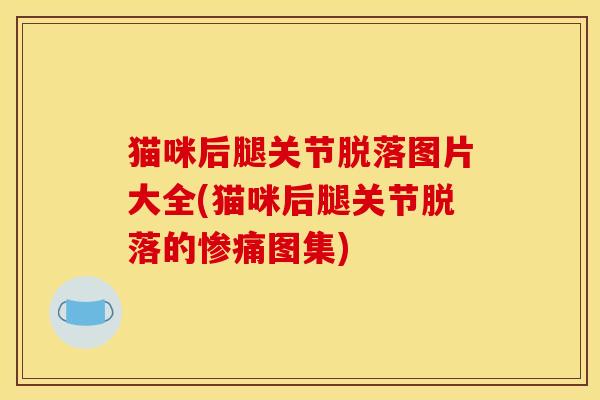 猫咪后腿关节脱落图片大全(猫咪后腿关节脱落的惨痛图集)