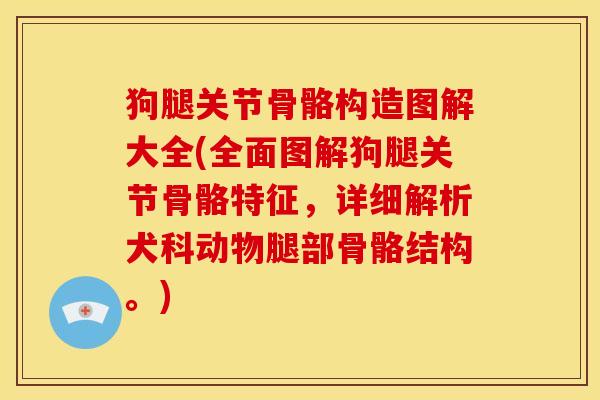狗腿关节骨骼构造图解大全(全面图解狗腿关节骨骼特征，详细解析犬科动物腿部骨骼结构。)