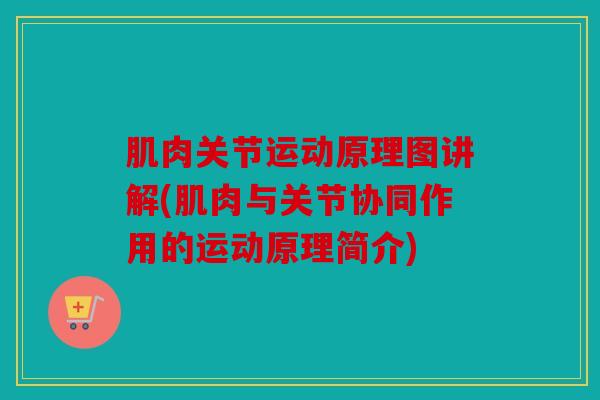 肌肉关节运动原理图讲解(肌肉与关节协同作用的运动原理简介)