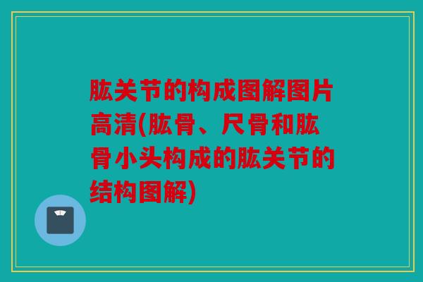 肱关节的构成图解图片高清(肱骨、尺骨和肱骨小头构成的肱关节的结构图解)