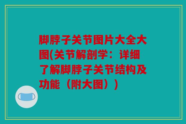 脚脖子关节图片大全大图(关节解剖学：详细了解脚脖子关节结构及功能（附大图）)