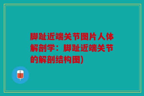 脚趾近端关节图片人体解剖学：脚趾近端关节的解剖结构图)