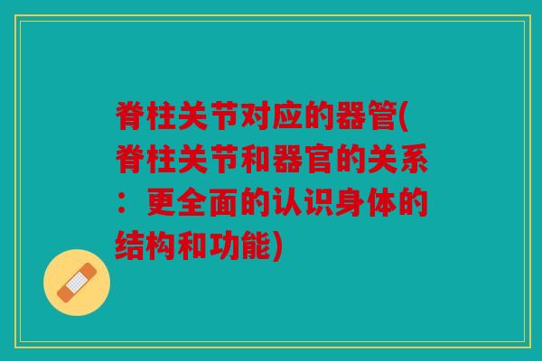 脊柱关节对应的器管(脊柱关节和器官的关系：更全面的认识身体的结构和功能)