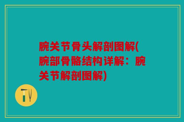 腕关节骨头解剖图解(腕部骨骼结构详解：腕关节解剖图解)