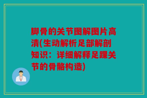 脚骨的关节图解图片高清(生动解析足部解剖知识：详细解释足踝关节的骨骼构造)