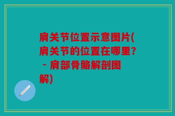 肩关节位置示意图片(肩关节的位置在哪里？ - 肩部骨骼解剖图解)