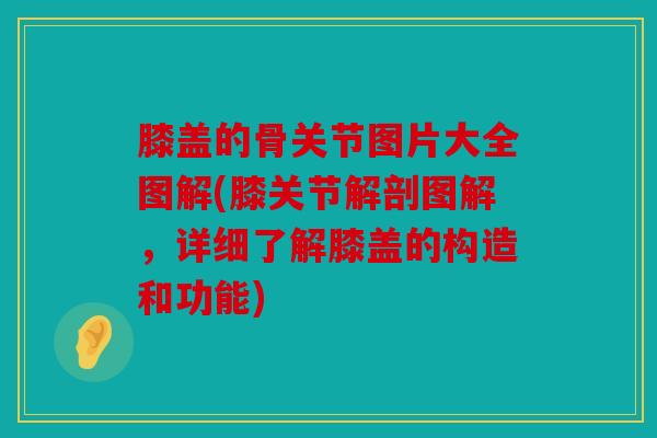 膝盖的骨关节图片大全图解(膝关节解剖图解，详细了解膝盖的构造和功能)