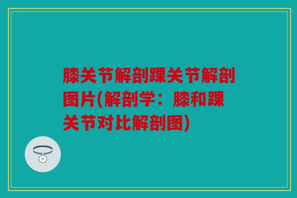 膝关节解剖踝关节解剖图片(解剖学：膝和踝关节对比解剖图)