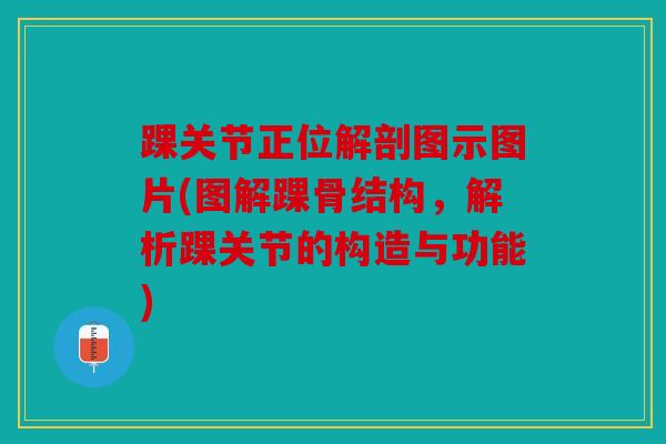 踝关节正位解剖图示图片(图解踝骨结构，解析踝关节的构造与功能)