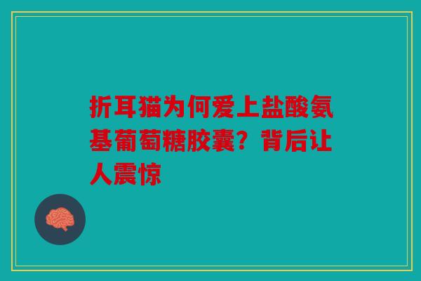 折耳猫为何爱上盐酸氨基葡萄糖胶囊？背后让人震惊